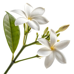 Obraz premium Delicate White Flower Blossom Close Up Nature Beauty