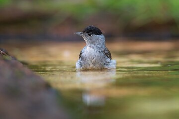 Male Eurasian blackcap (sylvia atricapilla) in the water pond.
