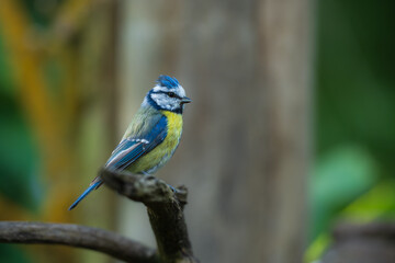 Eurasian Blue Tit, Cyanistes caeruleus (sýkora modřinka), on the branch of a tree in the blurred background, in the waterhole.