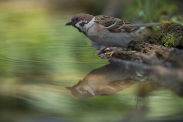 Eurasian tree sparrow (passer montanus) shy posing for a good portrait on wet perch in water 