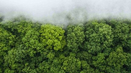 Misty forest canopy aerial view, nature background, website banner