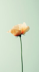 Fototapeta premium orange poppy flower