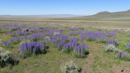 Fototapeta premium Lupine flowers bloom across a vast grassland landscape