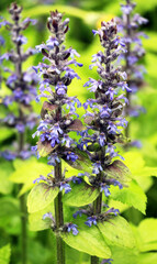 Ajuga reptans grows and blooms in herbs