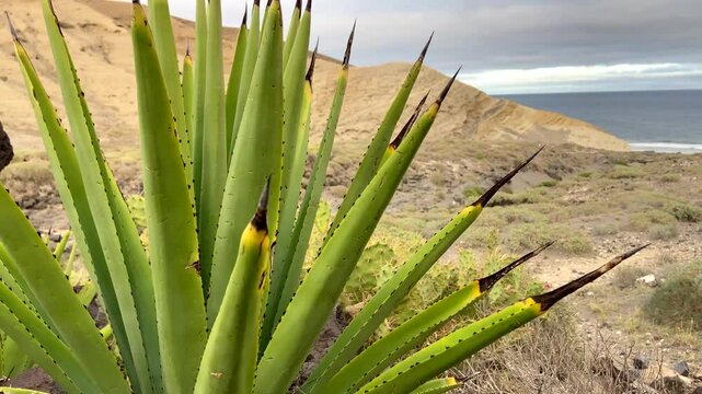 Agave sisalana  or Sisal is a species of flowering plant native to southern Mexico.