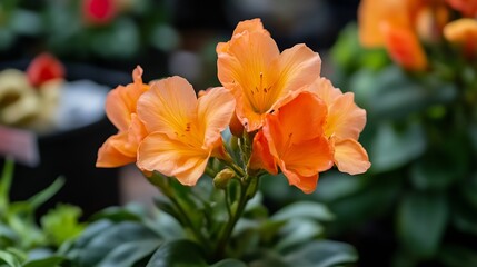 Fototapeta premium Vibrant Orange Flowers in Lush Greenery for Tropical and Garden Themes : Generative AI