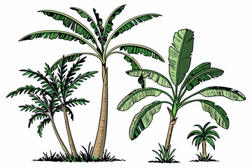 Obraz premium Tropical banana trees, photorealistic, isolated on white background, botanical illustration, various species, lush green foliage, tall slender trunks, wide leaves, palm-like appearance, studio lightin