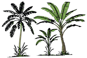 Tropical banana trees, photorealistic, isolated on white background, botanical illustration, various species, lush green foliage, tall slender trunks, wide leaves, palm-like appearance, studio lightin