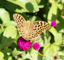 Butterfly on a Vibrant Flower