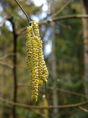 earrings on an alder tree