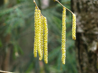 earrings on an alder tree