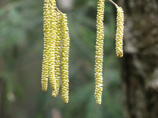 earrings on an alder tree