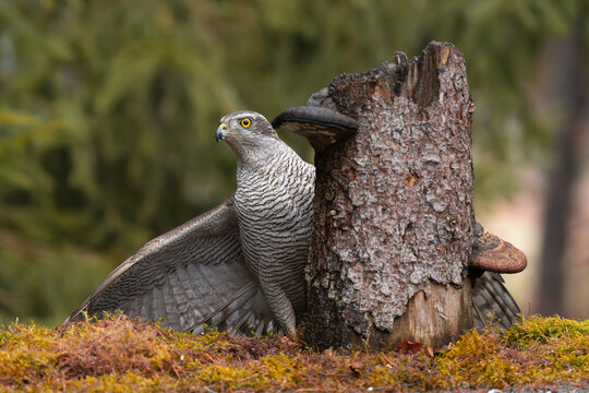 Eurasian goshawk - Astur gentilis on ground close to stug at green background. Photo from Białowieża Forest in Poland.