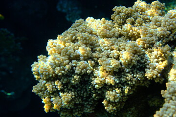 Finger-lobed soft coral (Sclerophytum leptoclados) undersea, Red Sea, Egypt, Sharm El Sheikh, Montazah Bay