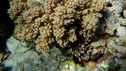 Finger-lobed soft coral (Sclerophytum leptoclados) undersea, Red Sea, Egypt, Sharm El Sheikh, Montazah Bay