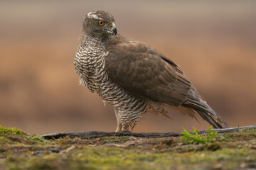 Eurasian goshawk - astur gentilis at brown background. photo from białowieża forest in poland