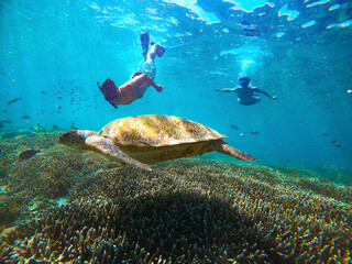 Snokelers swimming with sea turtle in turquoise blue water of Gili islands, Indonesia. Underwater photo. © Solarisys