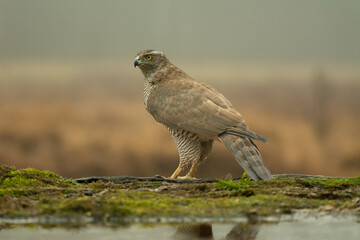 Eurasian goshawk - Astur gentilis 
at blue brown background. Photo from Białowieża Forest in Poland.