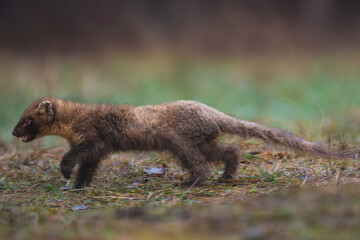 European pine marten, also known as the pine marten - Martes martes suffering on acabies. Photo from Białowieża Forest in Poland.