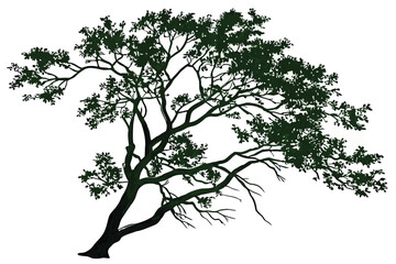 Top-down view, lush green tree, aerial perspective, circular shape, detailed foliage, branching structure, isolated on white background, botanical illustration, high resolution, photorealistic, symmet