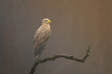 White tailed eagle - haliaeetus albicilla - on perch at dark background. Photo from Białowieża Forest in Poland