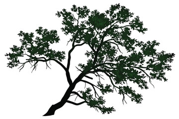 Fototapeta premium Top-down view, lush green tree, aerial perspective, circular shape, detailed foliage, branching structure, isolated on white background, botanical illustration, high resolution, photorealistic, symmet