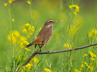 Siberian Blue Throat