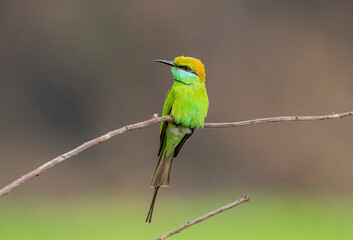Asian Green Bee eater