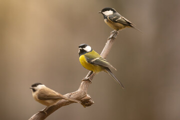 Great tit - Parus major  with marsh tit - Poecile palustris and coal tit - Periparus ater in background perched on one branch. Photo from Białowieża Forest Poland.