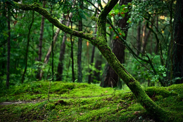 Omszone drzewo w lesie