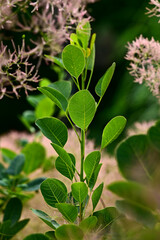 Zielone liście na rozmytym tle