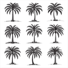 A palm tree illustration, vector art, black lines, isolated on white background,