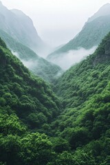 Obraz premium Lush green valley shrouded in morning mist and clouds