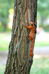 Squirrel climbs a majestic tree in a sunlit park on a crisp autumn day