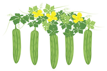 isolated Bitter melon on white background vector design