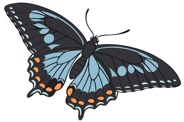 Majestic black butterfly, detailed wings, iridescent blue sheen, orange spots, scientific specimen, white background, high contrast, macro photography, symmetrical composition, entomology illustration