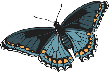 Majestic black butterfly, detailed wings, iridescent blue sheen, orange spots, scientific specimen, white background, high contrast, macro photography, symmetrical composition, entomology illustration