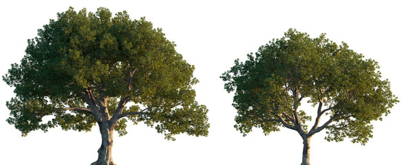 Quercus ilex wide big trees isolated png on a transparent background premium cutout (the holm oak, evergreen oak, Encina )