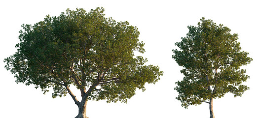 Quercus ilex wide big trees isolated png on a transparent background premium cutout (the holm oak, evergreen oak, Encina )