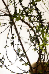 there is a cat sitting on a tree branch with a cat in the background