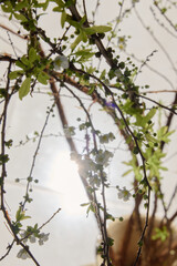 there is a cat sitting on a tree branch with the sun shining through the branches