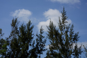 araffe flying through the air between some trees and a blue sky