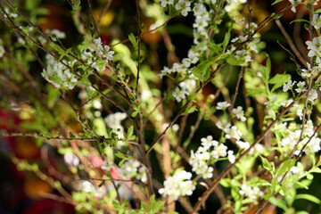 a close up of a bush with white flowers in a vase