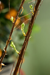 there is a small bird sitting on a branch of a tree