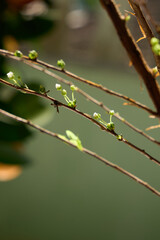 there is a small bird sitting on a branch of a tree