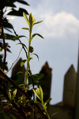 there is a small plant growing out of a tree branch