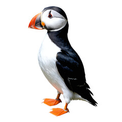 Naklejka premium Puffin Bird isolated on transparent background