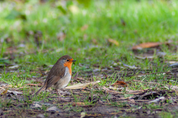 robin on the grass