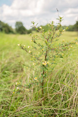 Wild plant with yellow flowers growing in a grassy field