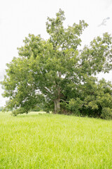 A large tree stands in a lush green field under a bright sky